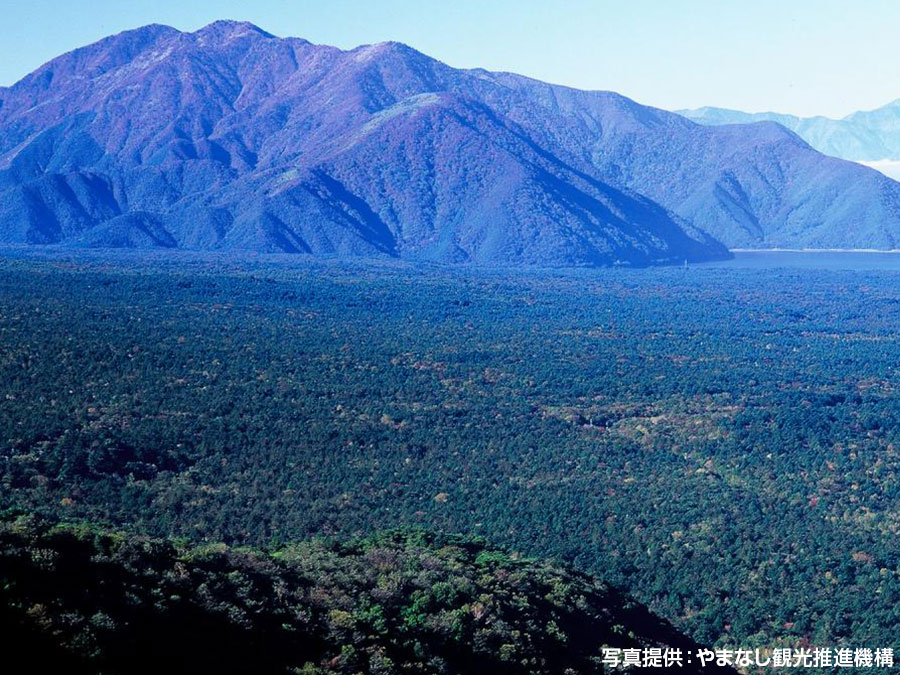 青木ヶ原樹海