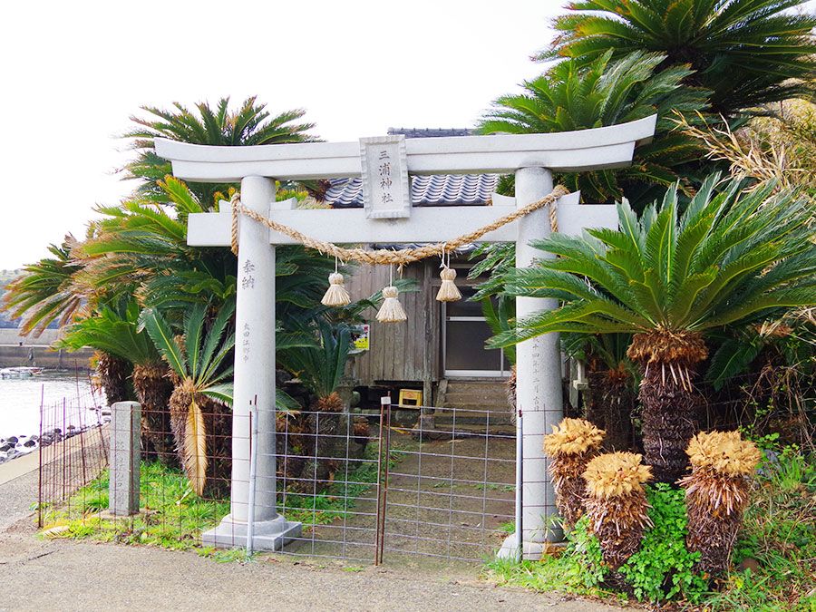 三浦神社の大ソテツ