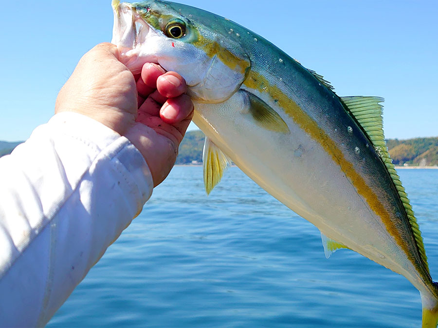 釣れた青魚