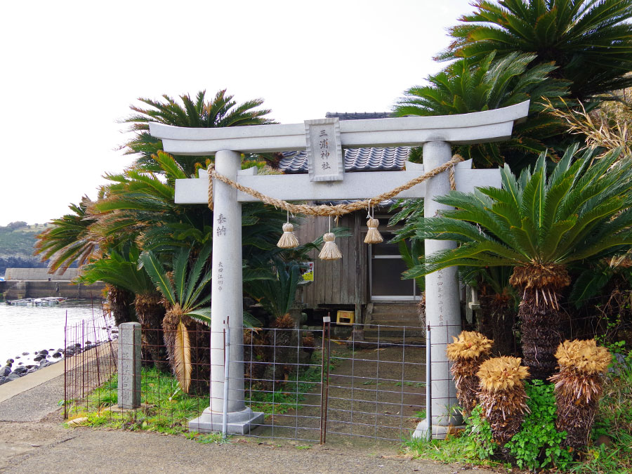 三浦神社とソテツの巨樹