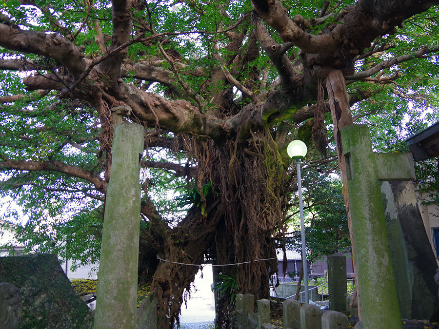 奈良尾神社のアコウの巨樹