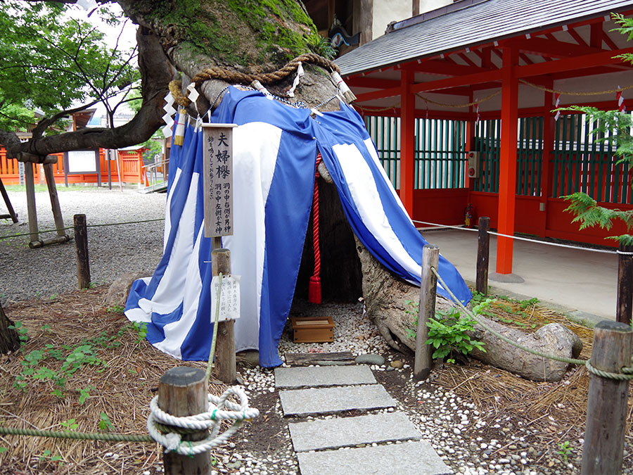 生島足島神社・夫婦欅