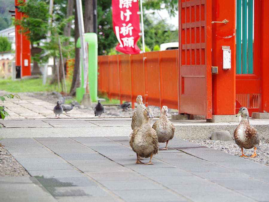 生島足島神社・境内のカモ