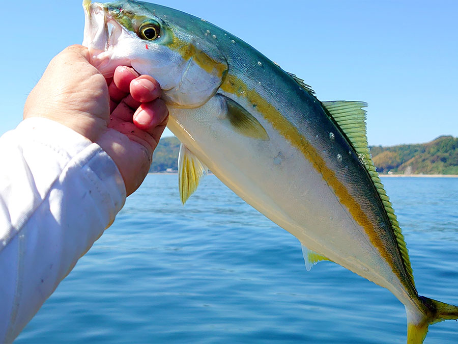 【対馬】国境の島は釣り天国！陸釣り・海釣りを楽しもう