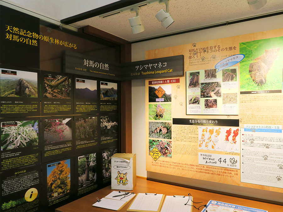 ツシマヤマネコの展示資料