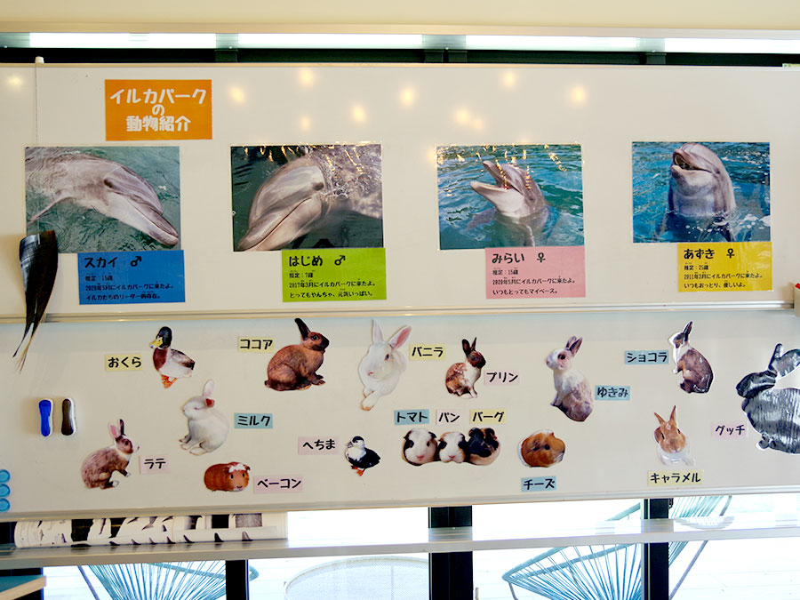 壱岐イルカパーク＆リゾートの動物紹介