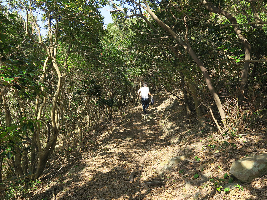 辰ノ島遊歩道の森