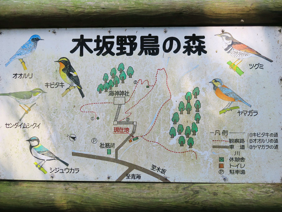 木坂野鳥の森