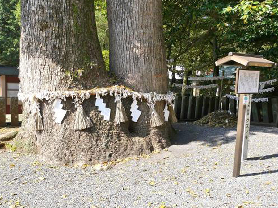 住吉神社の夫婦クスノキ