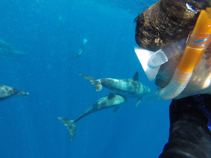 ドルフィンスイム＆ウォッチング