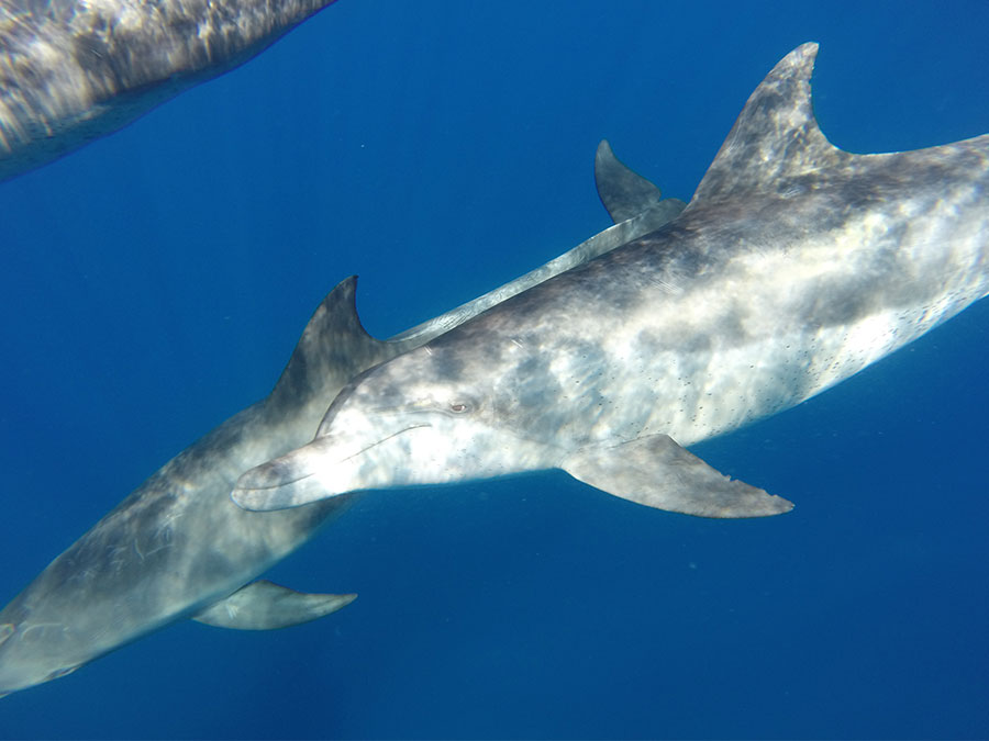 ドルフィンスイム＆ウォッチング