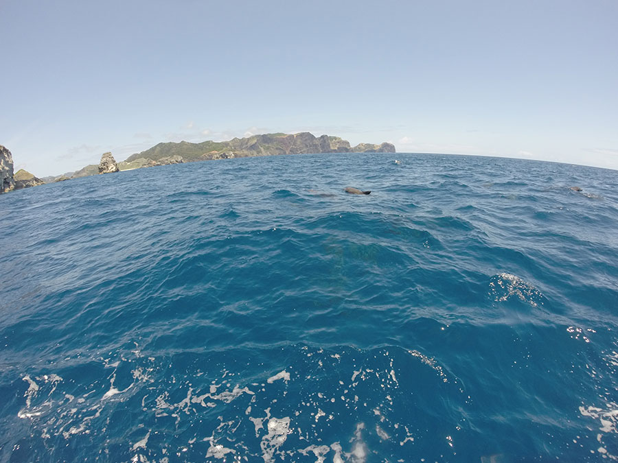 ドルフィンスイム＆ウォッチング