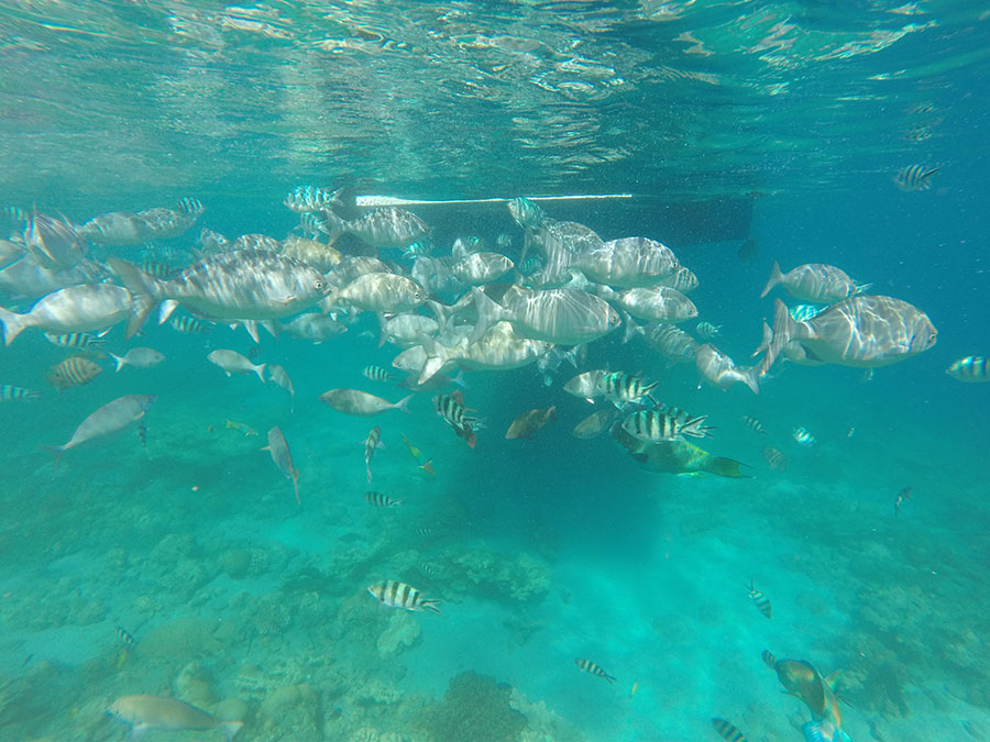 兄島海域公園または兄島瀬戸シュノーケリング