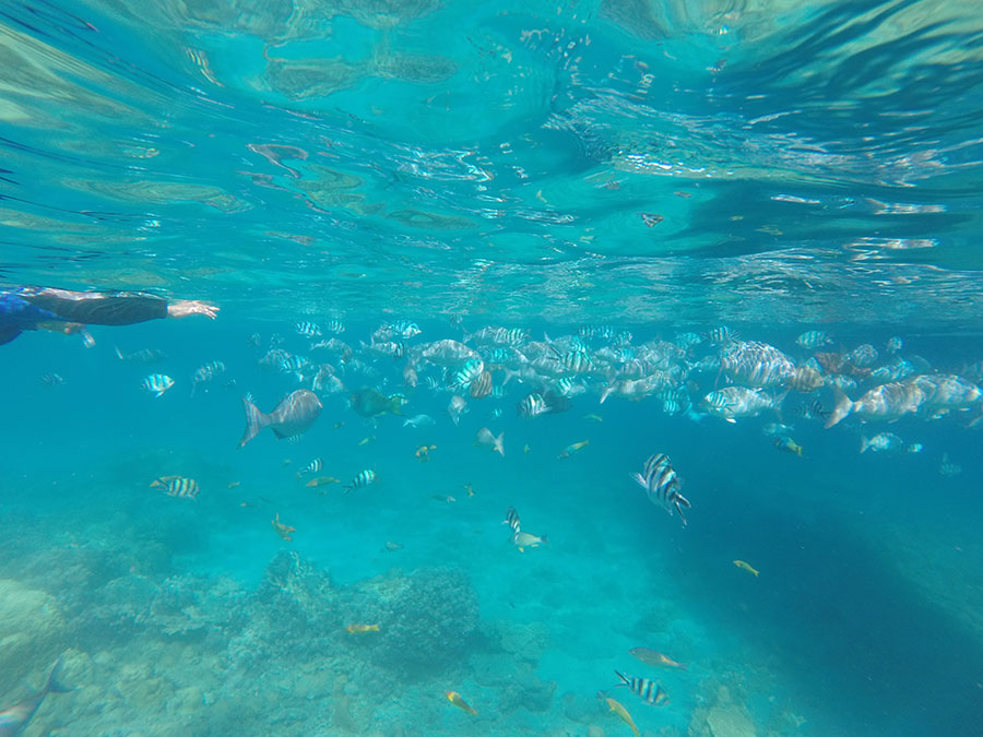 兄島海域公園または兄島瀬戸シュノーケリング