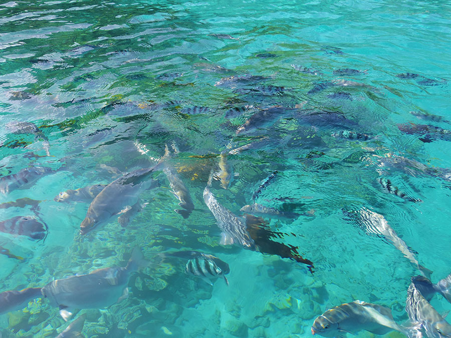 兄島海域公園または兄島瀬戸シュノーケリング