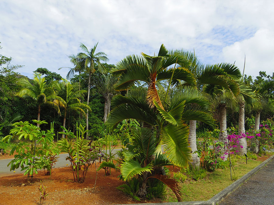 22.小笠原亜熱帯農業センター