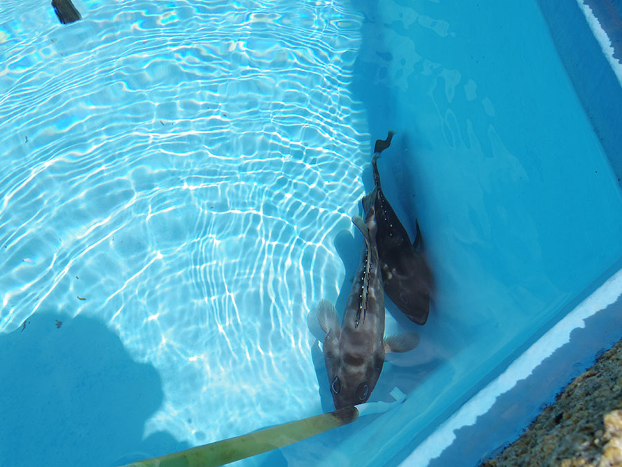 小笠原水産センター