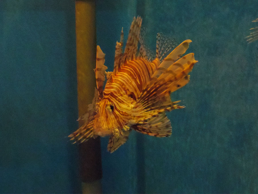 小笠原水産センター