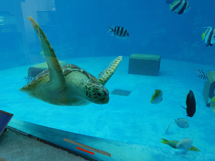 小笠原水産センター