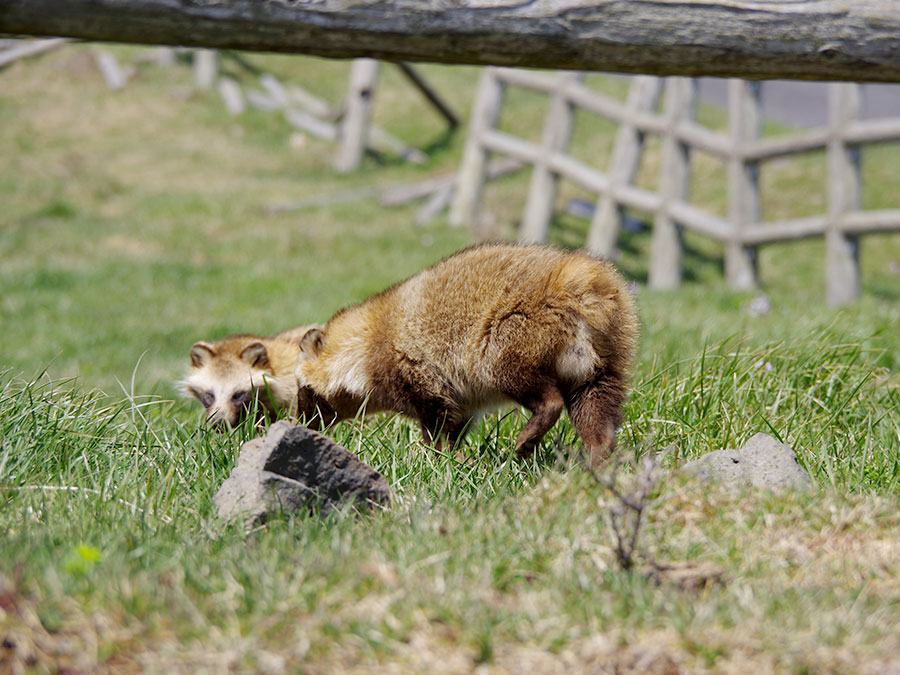 赤ハゲ山の狸