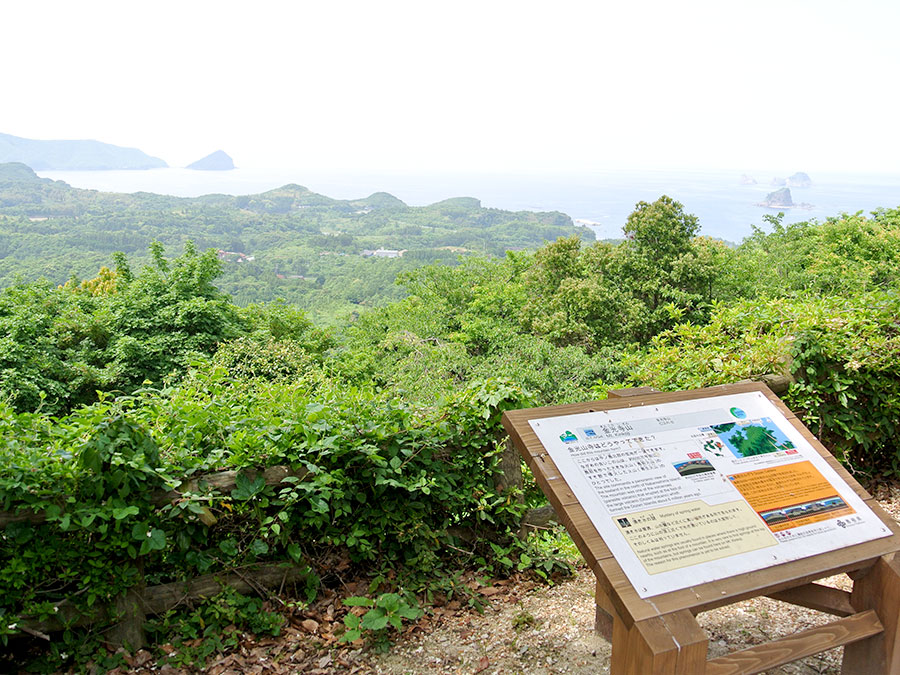 金光寺山