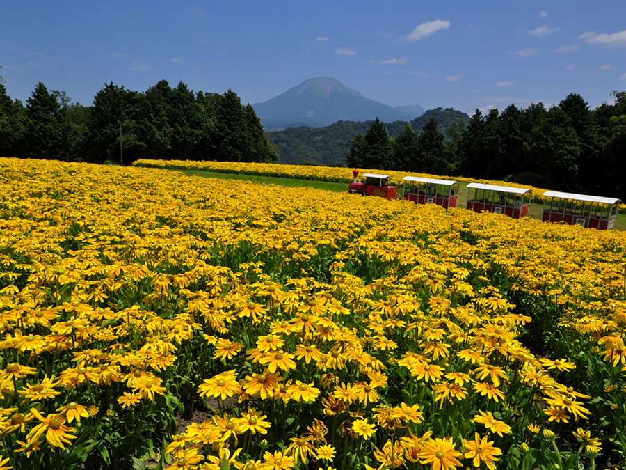 とっとり花回廊