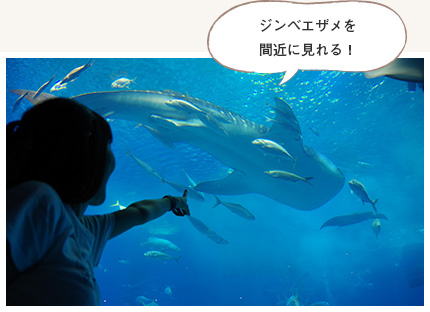 沖縄美ら海水族館