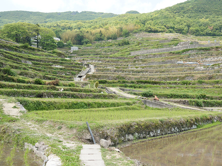 中山千枚田