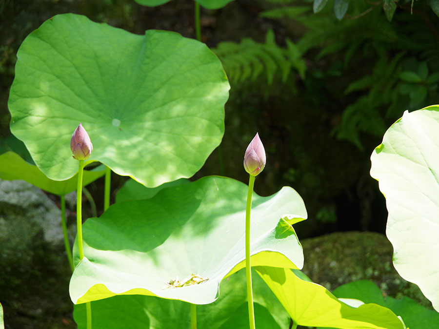 蓮の花