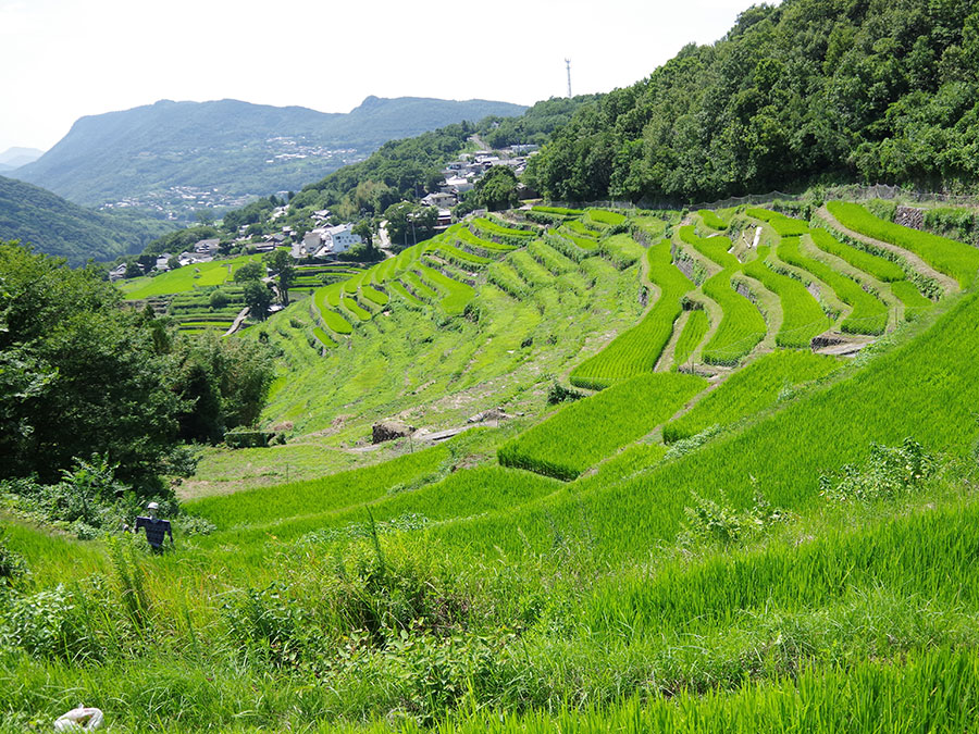 千枚田