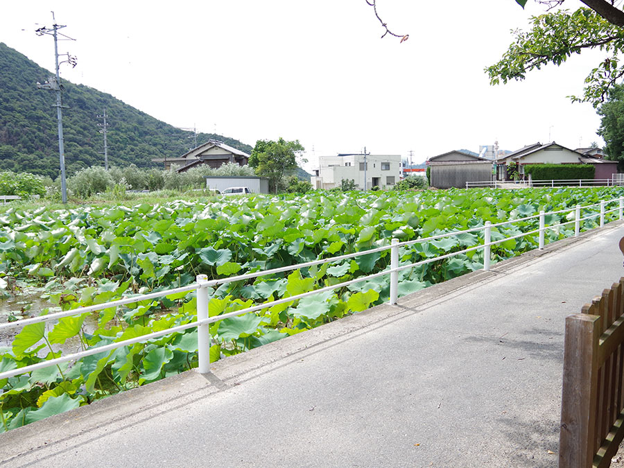 蓮華池