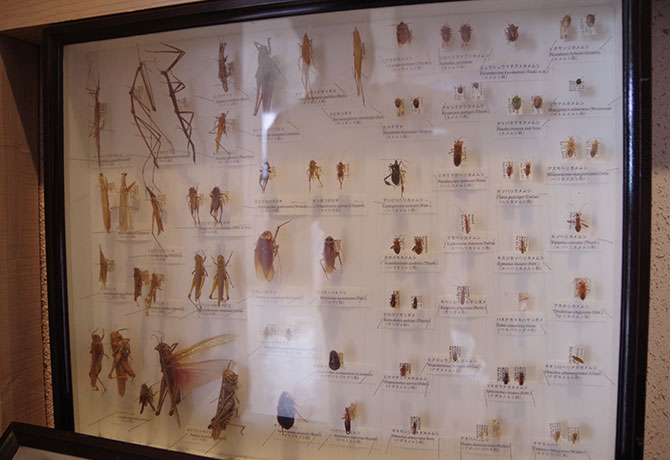 昆虫の標本