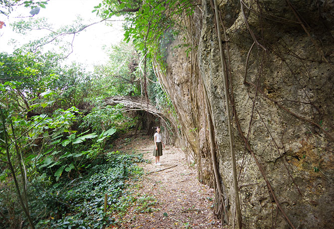 与論城跡・木の根のアーチ