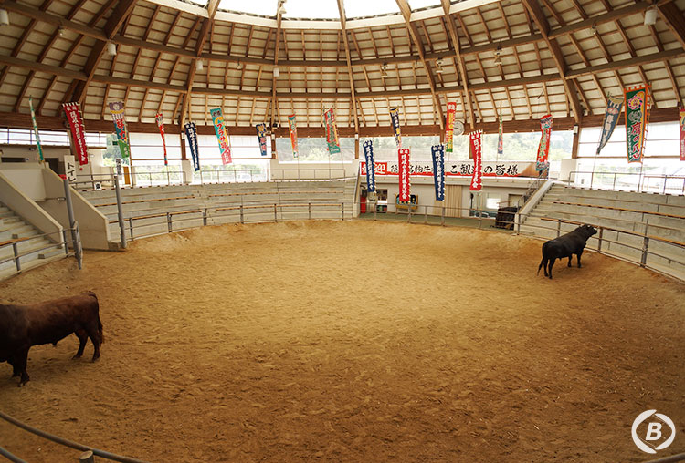 隠岐モーモードーム