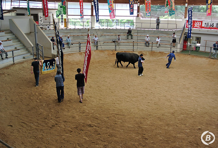 隠岐モーモードーム