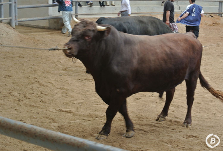 隠岐モーモードーム