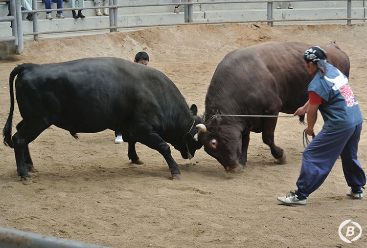 隠岐モーモードーム
