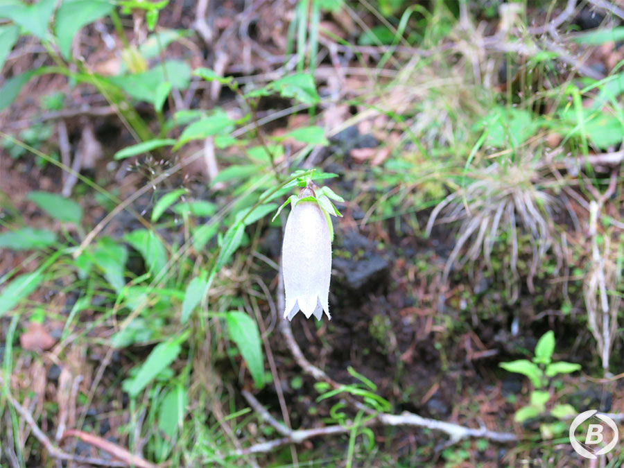 ヤマボタルブクロ