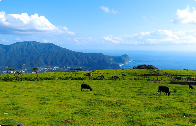 八丈島ふれあい牧場