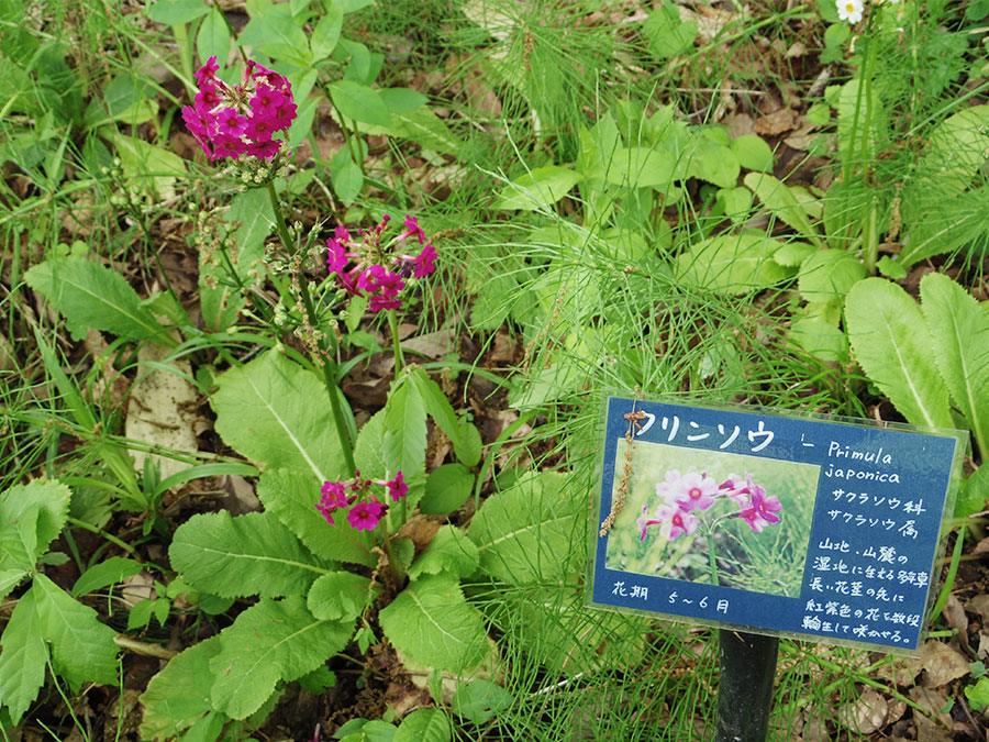 但馬高原植物園～瀧川平～