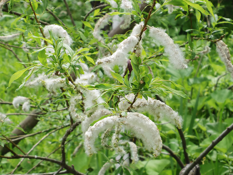 但馬高原植物園～瀧川平～