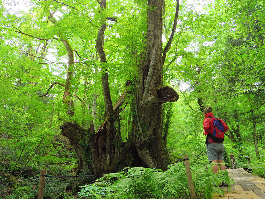 但馬高原植物園～瀧川平～