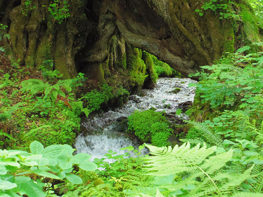 但馬高原植物園～瀧川平～
