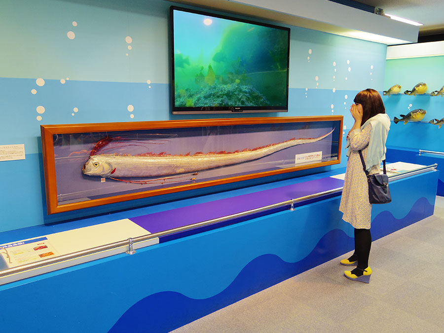 ジオパークと海の文化館