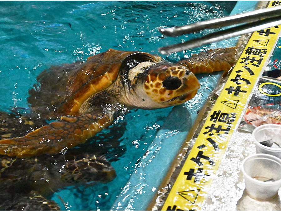 桂浜水族館のウミガメ