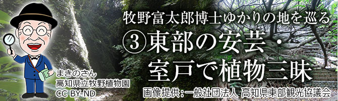 東部の安芸・室戸で植物三昧