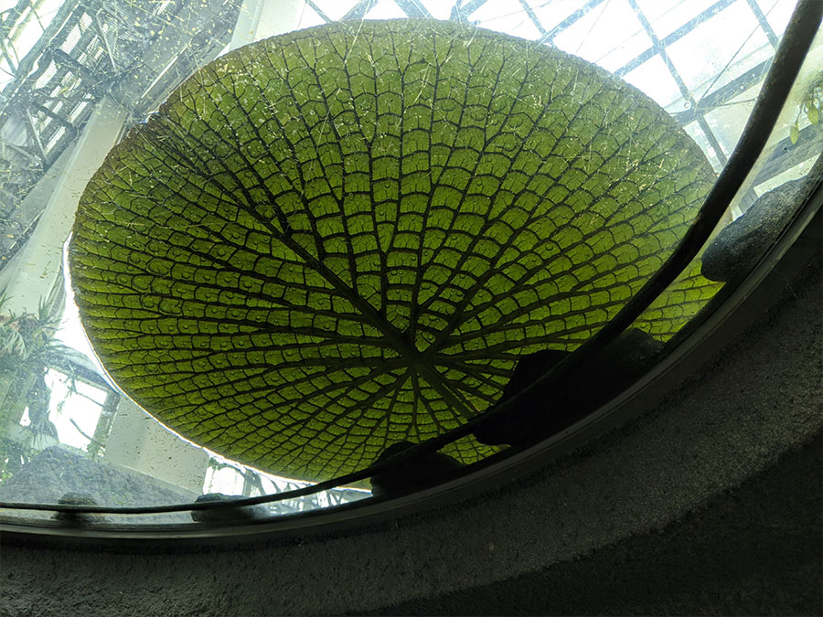 高知県立牧野植物園