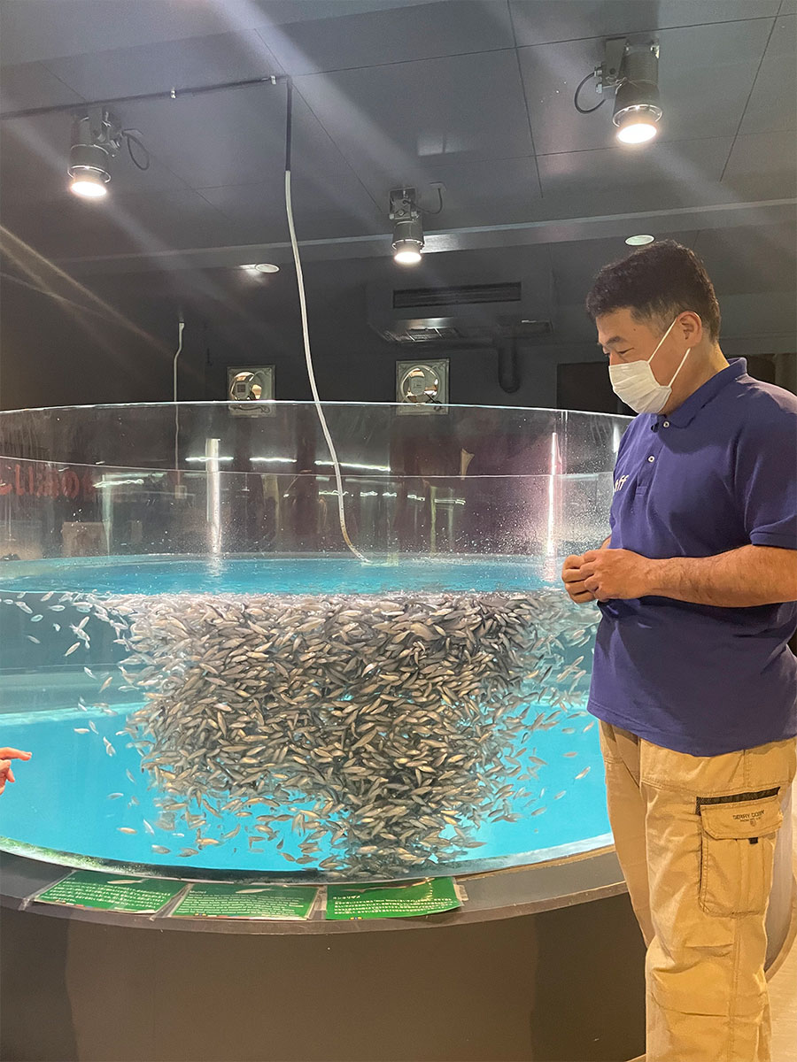 ボラの稚魚の水槽