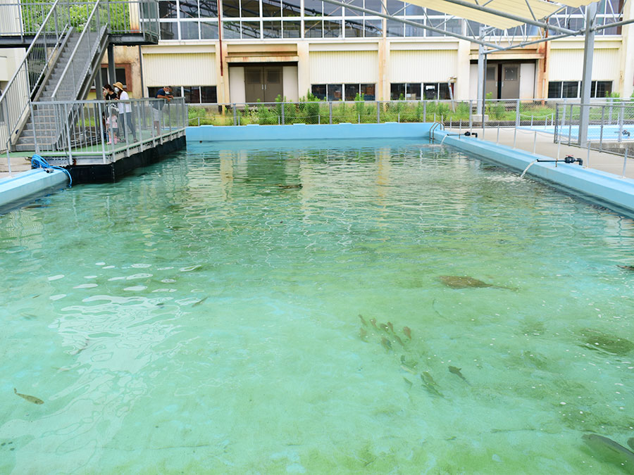 むろと廃校水族館のプール