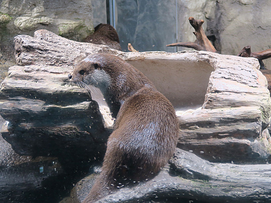 ユーラシアカワウソ